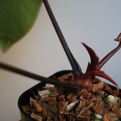 アンスリウム“パピリラミナムレッド”の画像