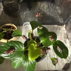 アカメアマガエル　国内CB 　の画像