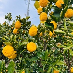 採れたてゆず10個の画像