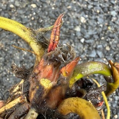 睡蓮の株④ 複数購入割引あり‼️の画像