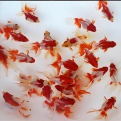 国産更紗琉金
の画像