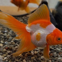 国産更紗琉金
の画像