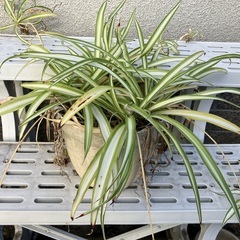 オリヅルラン（小さな鉢も一緒に）の画像