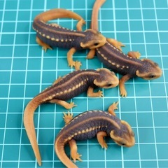 その2  お取引中です。アメイロイボイモリ　2025年CB 幼体3匹セット　訳あり　自家繁殖個体の画像