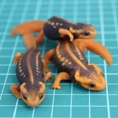 その2  お取引中です。アメイロイボイモリ　2025年CB 幼体3匹セット　訳あり　自家繁殖個体の画像