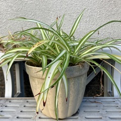 オリヅルラン（小さな鉢も一緒に）の画像