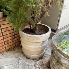 特大サイズ植木の画像