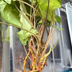 シンゴニウムの画像