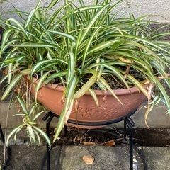 オリヅルラン（植木鉢と鉢の台も一緒に）の画像