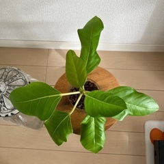 フィカスアルテシーマの画像