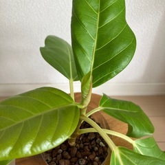 フィカスアルテシーマの画像