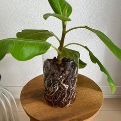 フィカスアルテシーマの画像