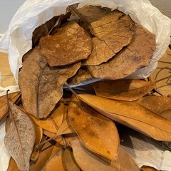 水槽、テラリウムにソイル、流木などの画像