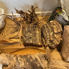 水槽、テラリウムにソイル、流木などの画像