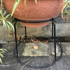 オリヅルラン（植木鉢と鉢の台も一緒に）の画像