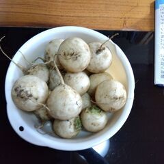 引き取り限定　かぶ　葉っぱなし　新鮮　農家直送　15個の画像