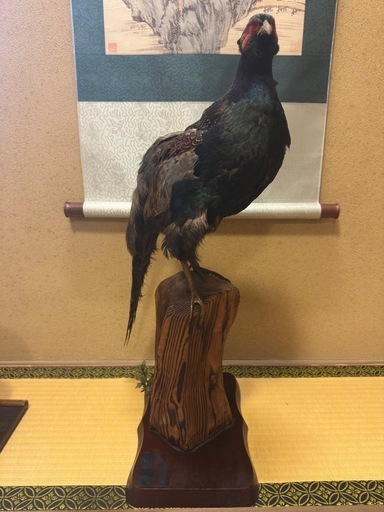 貴重) キジの剥製 (リョウタ) 赤塚のインテリア雑貨/小物《置物