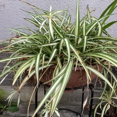 オリヅルランと、少し高さのある鉢置きと鉢も一緒にの画像