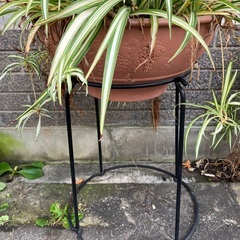 オリヅルランと、少し高さのある鉢置きと鉢も一緒にの画像