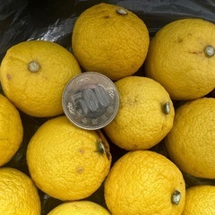 ゆず小粒20個の画像