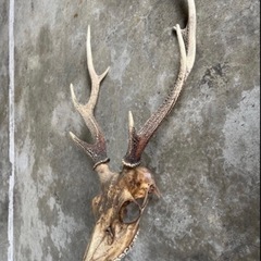 鹿の角　頭蓋骨付きの画像