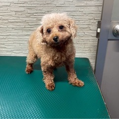 トイプードル　女の子