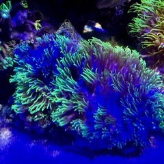 スターポリプ　蛍光グリーンの画像