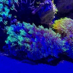 スターポリプ　蛍光グリーンの画像