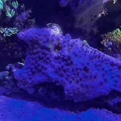 スターポリプ　蛍光グリーンの画像