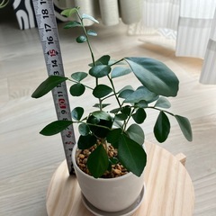 ミニ観葉植物　シルクジャスミンの画像