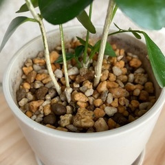 ミニ観葉植物　シルクジャスミンの画像