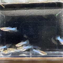 🐠国産グッピー ジャパンブルー 1ペア350円 5ペア以上で1ペア250円【在庫10ペア】自家繁殖個体　熱帯魚 国産 グッピー No.02の画像