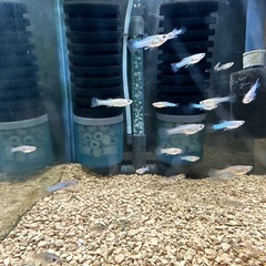 🐠国産グッピー ジャパンブルー 1ペア350円 5ペア以上で1ペア250円【在庫10ペア】自家繁殖個体　熱帯魚 国産 グッピー No.02の画像