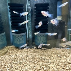 🐠国産グッピー ジャパンブルー 1ペア350円 5ペア以上で1ペア250円【在庫10ペア】自家繁殖個体　熱帯魚 国産 グッピー No.02の画像