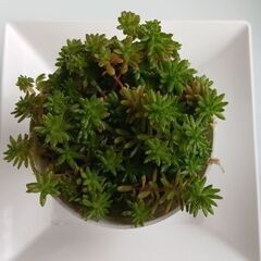 🌱セダム～ミニサイズ🌱の画像