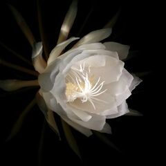 月下美人　１鉢の画像