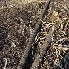 広葉樹原木
の画像