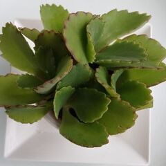 【多肉植物】マザーリーフ🌱(子宝草)の画像