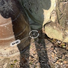 庭のインテリア、メダカ入れにの画像