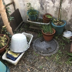 ⭐️植木鉢や植木、タヌキの置物(セトモノ)等全てお願いします🤲の画像