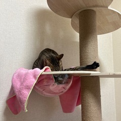 キャットタワー 木製
の画像