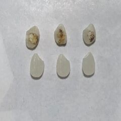 数量・期間限定値下げ 新米 令和７年玄米30kg 【三重県多気郡多気町】の画像