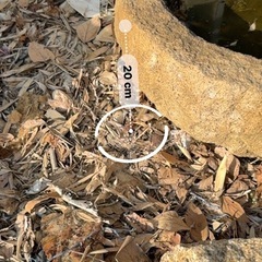 庭のインテリア、メダカ入れにの画像