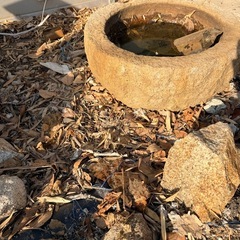 庭のインテリア、メダカ入れにの画像