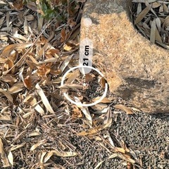 メダカ入れ、インテリアにの画像