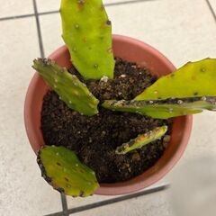 ウチワサボテン？　の画像