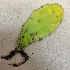 ウチワサボテン？　の画像