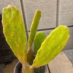 ウチワサボテン？(大)の画像