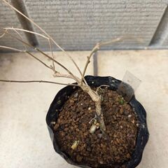 コムラサキ（小紫）　小さい苗木の画像