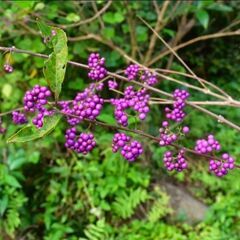 コムラサキ（小紫）　小さい苗木の画像